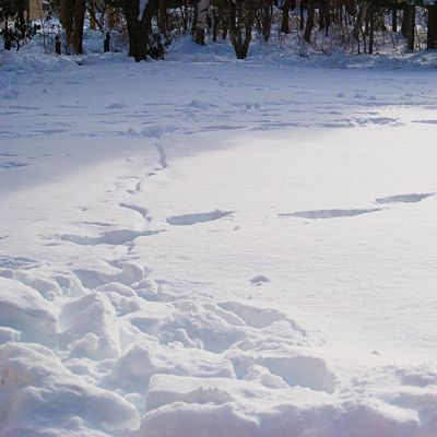 飛烏山公園