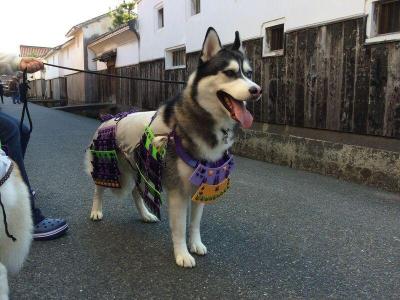 甲冑犬